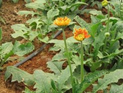 Sprinkler & Irrigation Services